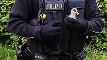 Ein Polizist hält ein Gänseküken in der Hand. Einen ähnlichen Fall – mit Happy End – gab es vor einigen Tagen in Grenzach, als eine ...
