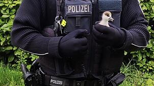 Ein Polizist hält ein Gänseküken in der Hand. Einen ähnlichen Fall – mit Happy End – gab es vor einigen Tagen in Grenzach, als eine ...