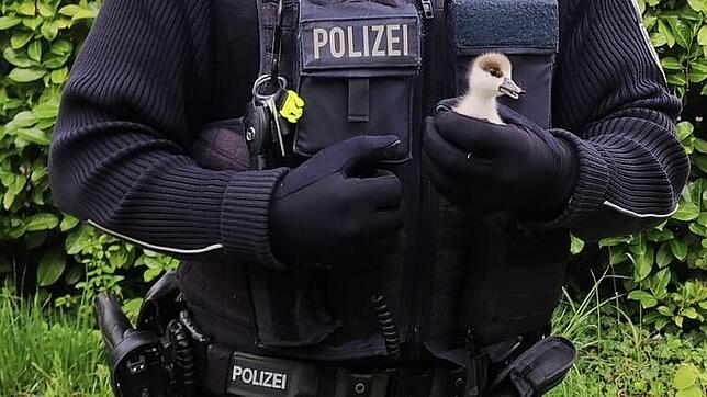 Ein Polizist hält ein Gänseküken in der Hand. Einen ähnlichen Fall – mit Happy End – gab es vor einigen Tagen in Grenzach, als eine ...