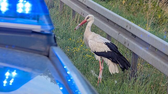 Der Storch wartet neben dem Polizeiauto.