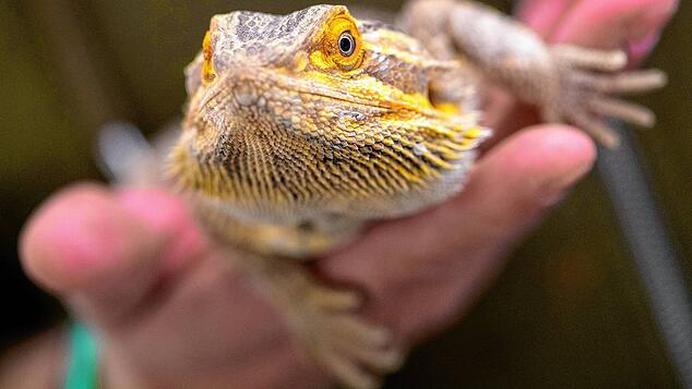 Ein Mitarbeiter einer Auffangstation für Reptilien hält eine Bartagame in den Händen. Die Bartagame ist vom Zentralverband Zoologischer ...