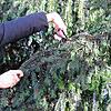 Gelegenheit macht Diebe &ndash; auch im Wald: Aber darf man einfach so Tannenzweige von einem Baum abschneiden?