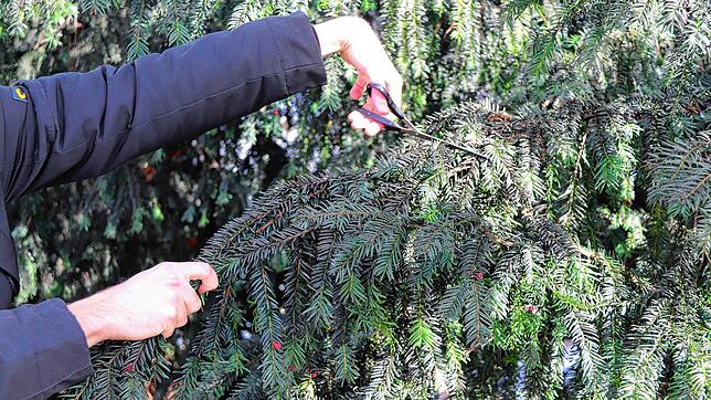 Gelegenheit macht Diebe &ndash; auch im Wald: Aber darf man einfach so Tannenzweige von einem Baum abschneiden?