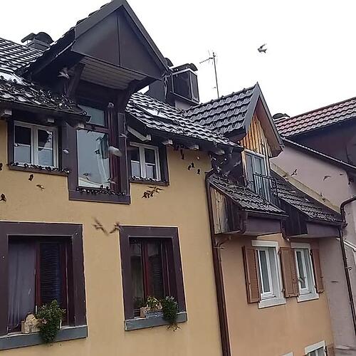 Schwalbeninvasion in der Altstadt von Laufenburg/ 2