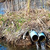 Mit einer Drainage durch den Biberdamm kann der kontinuierliche Wasserdurchfluss gewährleistet werden. Im „Schwarzen Graben“ ...