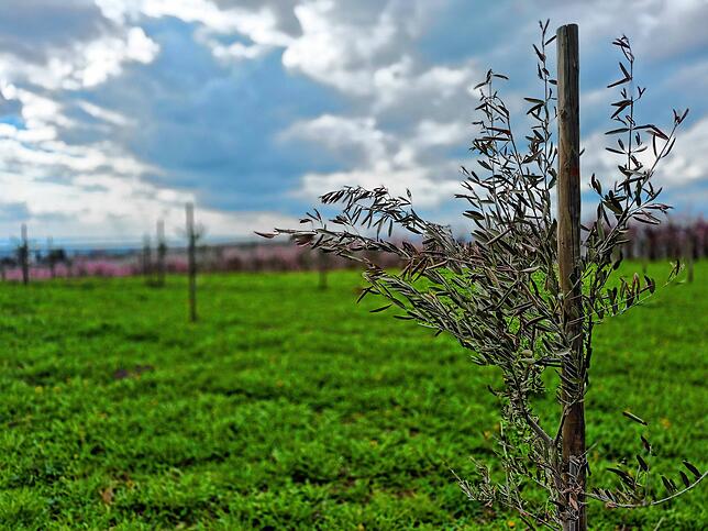 Vor zwei Jahren wurde dieser Olivenbaum auf Bruno Wagners Hof gepflanzt. Bis er Früchte trägt, dauert es aber noch.