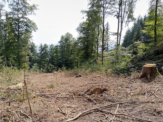 Brachfläche im Beugenwald.