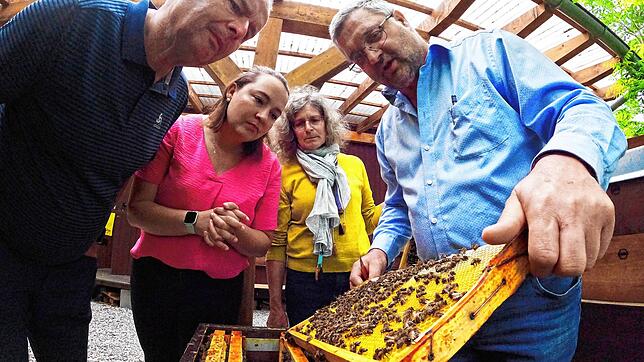 Schauen sich gemeinsam eine sogenannte Beute an (von links): Wolfgang Schüssler, Vorsitzender des Imkervereins Markdorf, Denise Keim und ...