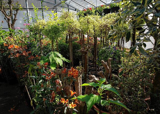 Große Vielfalt: Diese Kübelpflanzen in einem Gewächshaus der Stadtgärtnerei werden demnächst als Teil des Sommerflors Waldshut-Tiengen ...