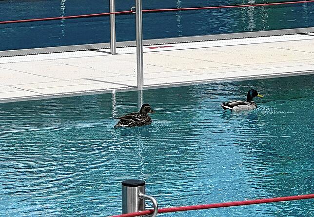 Ein Entenpärchen dreht derzeit regelmäßig seine Runden im neuen Schwimmbecken.