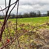 Auf dieser Wiese im Norden von Radolfzeller an der Ecke der Hedelfinger Straße und der Straße Bei der alten Eiche möchte die Stadt ein ...