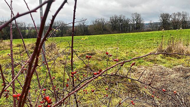 Auf dieser Wiese im Norden von Radolfzeller an der Ecke der Hedelfinger Straße und der Straße Bei der alten Eiche möchte die Stadt ein ...