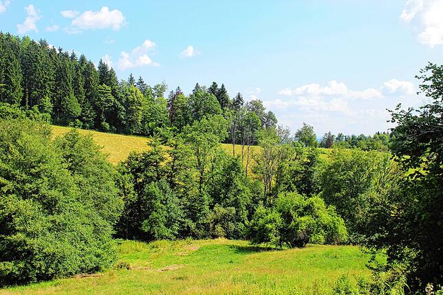 Bild 19: So schön ist Hasel