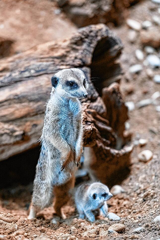 Genau zuschauen, wie sich die erwachsenen Tiere verhalten.