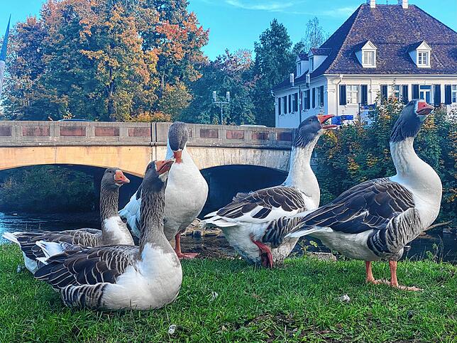 Die Stadtgänse plustern sich im Oktober 2022 vor der Schützenbrücke auf.