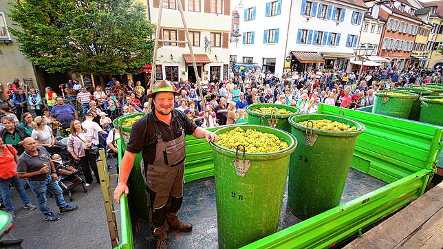 Winzer Herbert Mayer aus Wangen bei Markdorf ist es vorbehalten, die letzten Zuber mit Riesling-Trauben in der Meersburger Unterstadt ...