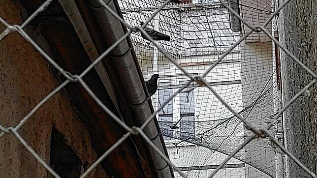 Aus einem Hinterhof in Villingen haben Mitglieder des Tierschutzvereins am Freitag Tauben und deren Nachwuchs befreit.