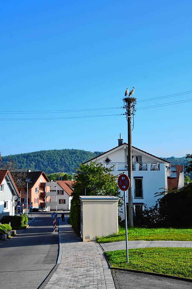 Störche haben sich erstmals in Bodman angesiedelt.