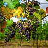 Weinanbau am Bodensee – Hier zeigen wir Ihnen fünf Weingüter für eine Tagestour.