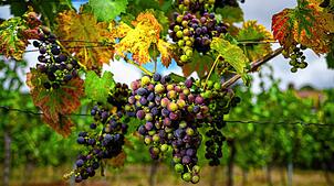 Weinanbau am Bodensee – Hier zeigen wir Ihnen fünf Weingüter für eine Tagestour.