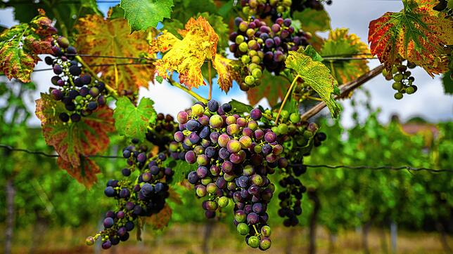 Weinanbau am Bodensee – Hier zeigen wir Ihnen fünf Weingüter für eine Tagestour.