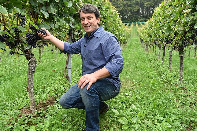Berthold Clauß, Winzer aus Nack in Mitten seiner Weinreben