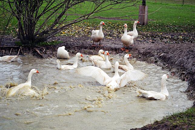Wasser ist die große Leidenschaft der Gänse.