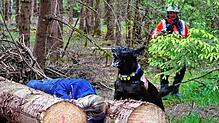 Mit lautem Bellen kündigt Rettungshund Hugo an, dass er eine liegende Person gefunden hat, und alarmiert damit die Helfenden.