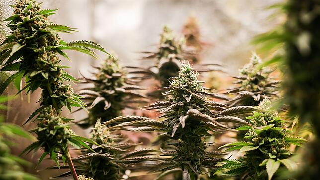 Sicherheitsbehörden kritisieren kompliziertere Kontrollen und Mehrarbeit rund ein Jahr nach der Teillegalisierung von Cannabis.