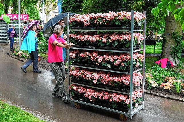 Frauke Möller vom Landesgartenschau-Team ist mit einer Ladung Begonien unterwegs.