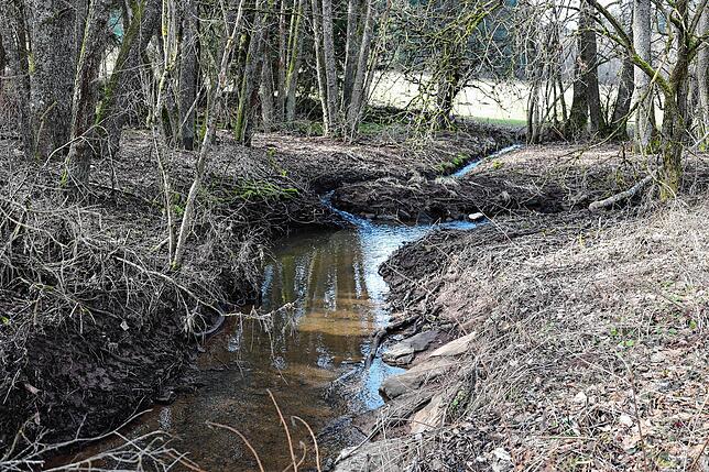 Hier im Gebiet bei der Hardwiese könnte der Biber in Rietheim wieder aktiv werden. Die Jungtiere verlassen den Bau und suchen sich neue ...