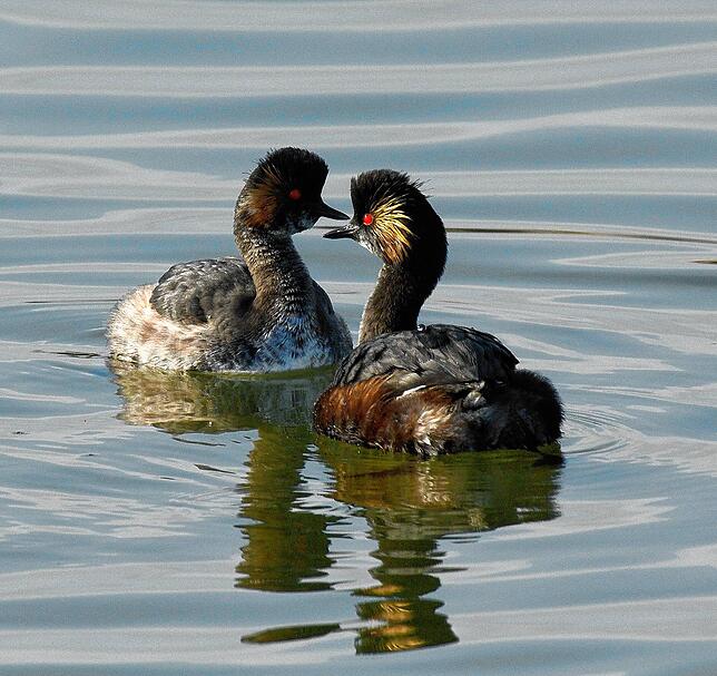 Der Schwarzhalstaucher baut seine Schwimmnester am liebsten in Schilfgebieten.