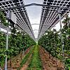 Besonders für Sonderkulturen wie hier im Apfelanbau bei Obstbauer Hubert Bernhard in Kressbronn ist Agri-Photovoltaik ein interessantes ...