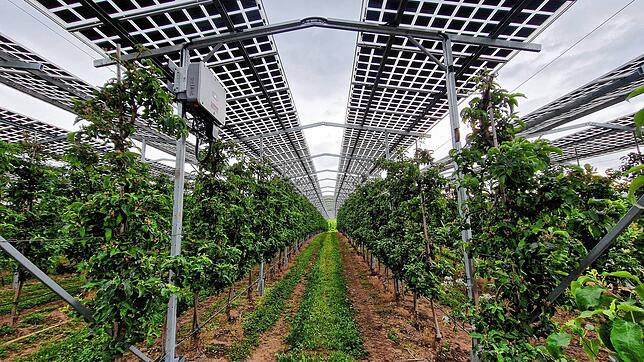 Besonders für Sonderkulturen wie hier im Apfelanbau bei Obstbauer Hubert Bernhard in Kressbronn ist Agri-Photovoltaik ein interessantes ...