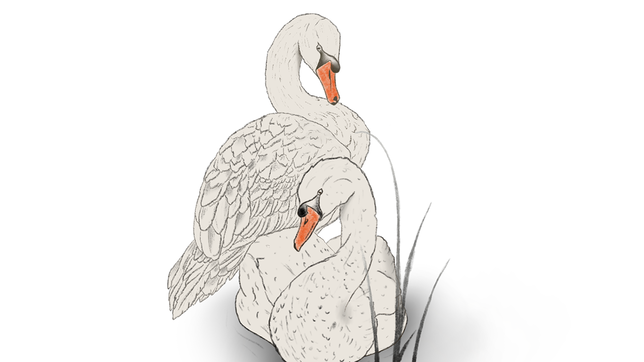 Bild : Mein lieber Schwan! Die Wasservögel leben erst seit wenigen Jahren am Bodensee