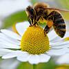 ARCHIV &ndash; Eine Biene sammelt auf einer Kamillenblüte Pollen. Beim Insektenschutz hat sich das Bundeskabinett auf strengere Regeln ...