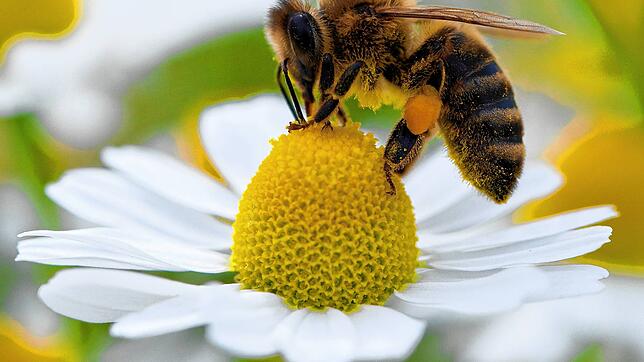ARCHIV &ndash; Eine Biene sammelt auf einer Kamillenblüte Pollen. Beim Insektenschutz hat sich das Bundeskabinett auf strengere Regeln ...