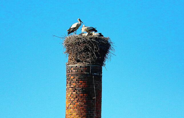Familie Storch auf dem Schornstein in Mühlhofen nach der Beringung. Die beiden Elterntiere sind wieder vereint mit ihren drei Jungstörchen.