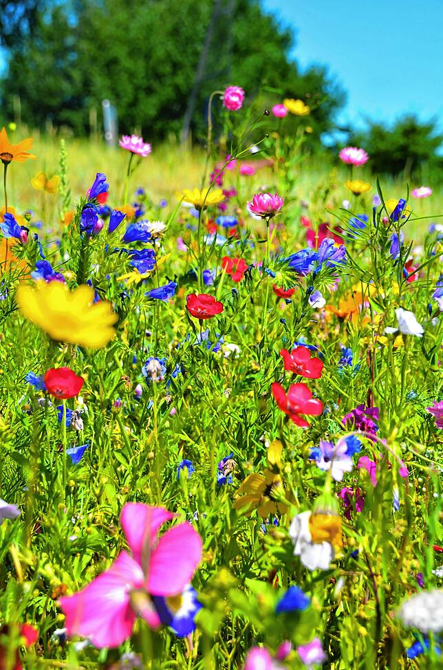 Das Warten lohnt sich: Eine Blumenwiese ist für das menschliche Auge ein Blickfang.