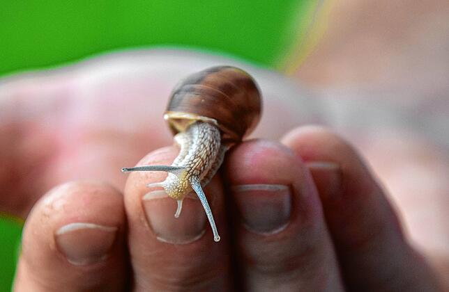 Eine agile Jungschnecke, deren Häuschen seine finale Festigkeit und Größe noch erreichen muss.