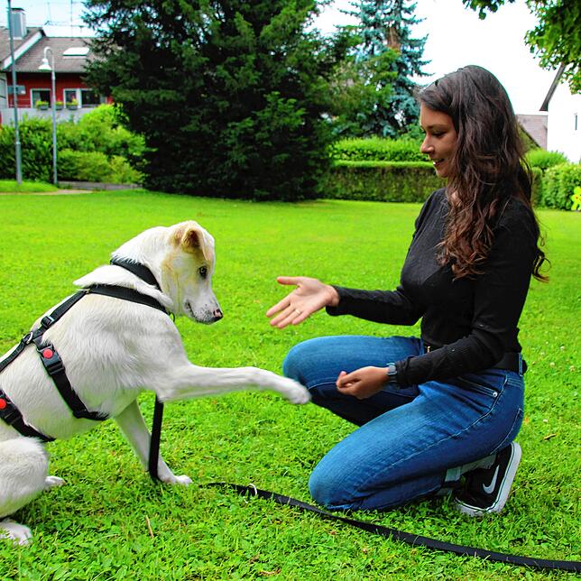 Bild 4: Auf den Hund gekommen &ndash; aber nur temporär: Diese Konstanzerin verhilft Streunern von der Straße zu einem glücklichen Hundeleben