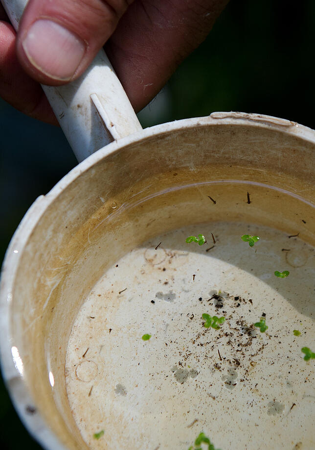 Mückenlarven im Wasser: Hier können Garten- und Balkonbesitzer Vorkehrungen treffen.
