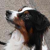 Der Australian Shepherd Nayeli palnscht im Sommer gerne im Bodensee.