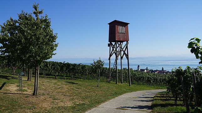 Ein Wahrzeichen hat ausgedient: Nach fast 50 Jahren soll der alte Traubenwachturm abgerissen und durch einen modern gestalteten ersetzt ...