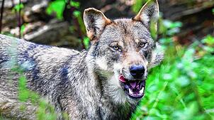 Genetische Untersuchungen haben erwiesen, dass ein Wolf im November einen Ziegenbock in Ibach gerissen hat. Welches Tier genau, ist unklar.