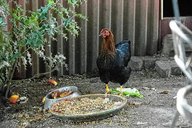 Hühner brauchen nicht nur Körner- und Grünfutter, Obst und Gemüse, sowie das, was sich als Nahrung im Auslauf findet. Eiweißhaltige ...