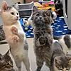 Eine Gruppe junger Katzen im Kreistierheim Donaueschingen. 356 der Tiere nehmen die Pflegerinnen alleine 2023 auf. Die Zahl steigt von ...
