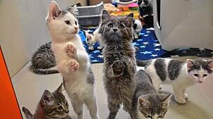 Eine Gruppe junger Katzen im Kreistierheim Donaueschingen. 356 der Tiere nehmen die Pflegerinnen alleine 2023 auf. Die Zahl steigt von ...