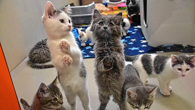 Eine Gruppe junger Katzen im Kreistierheim Donaueschingen. 356 der Tiere nehmen die Pflegerinnen alleine 2023 auf. Die Zahl steigt von ...