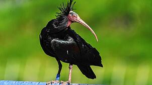 Bild : Geschützter Waldrapp von Golfball tödlich getroffen